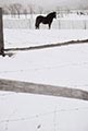 Saul Leiter Color Photograph, Horse in Snow