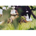 Saul Leiter Color Photograph, Couple on Grass